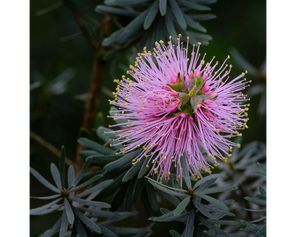 Close-up of a pink kunzea flower with green leaves on a dark background