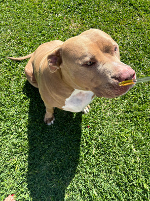 Earths Alchemy 1000mg Doggy Blend CBD Oil, natural and gentle pain relief for your pet - Earths Alchemy Oils