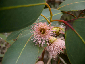 Close-up of a pink broadleaf peppermint eucalyptus flower surrounded by green leaves

