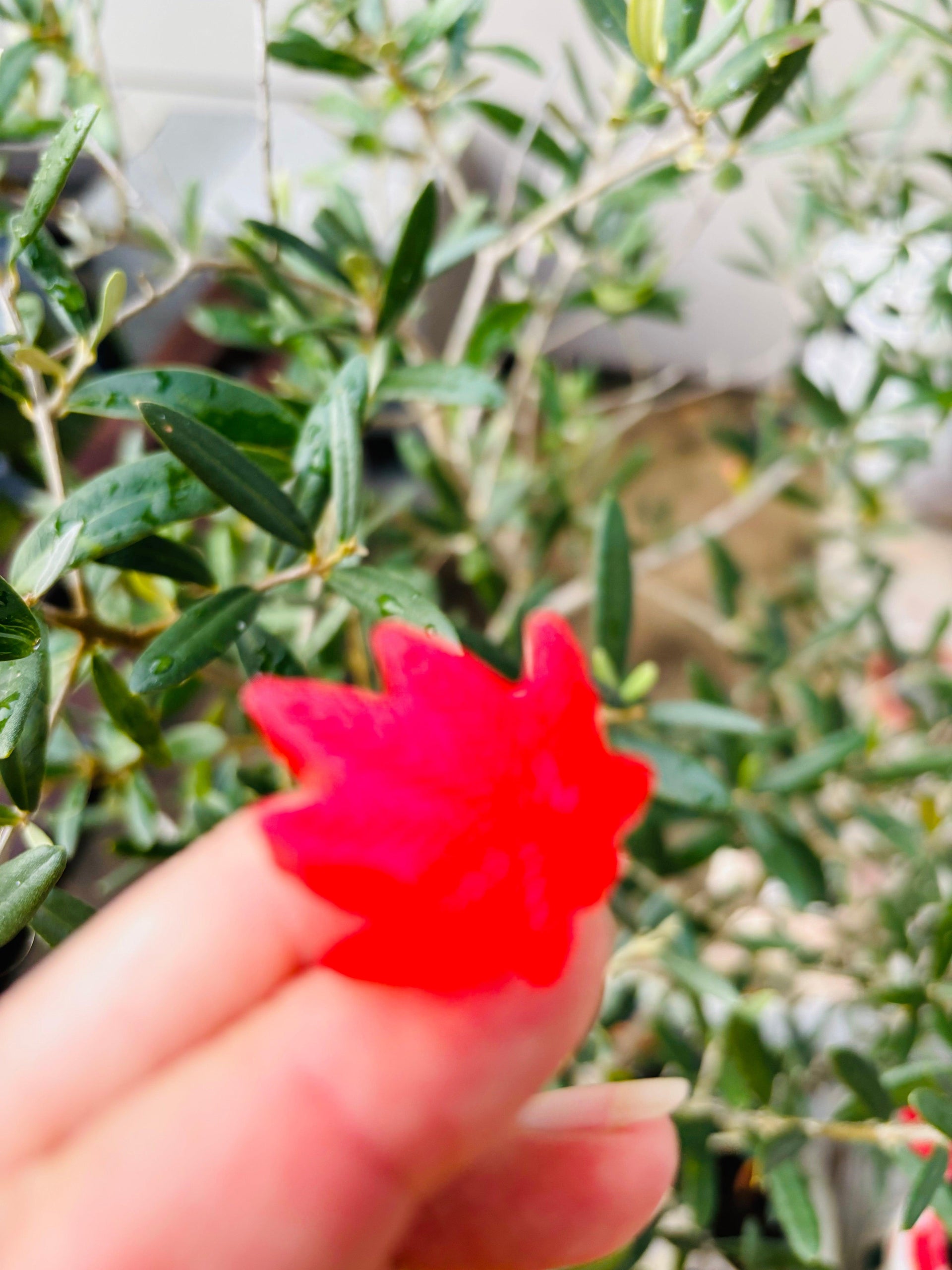 CBD gummies limited edition - Earths Alchemy Oils