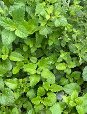 Earth's Alchemy's CBD Brain Booster Blend with Melissa Blend 2000mg broad spectrum CBD Oil Australia - Earths Alchemy Oils