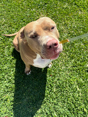 Earths Alchemy 1000mg Doggy Blend CBD Oil, natural and gentle pain relief for your pet - Earths Alchemy Oils