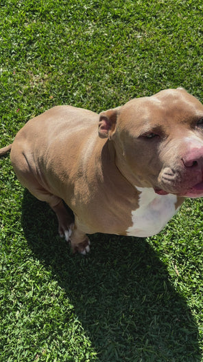 Dropper of Doggy Blend oil suggesting a calming, mindful moment with pets