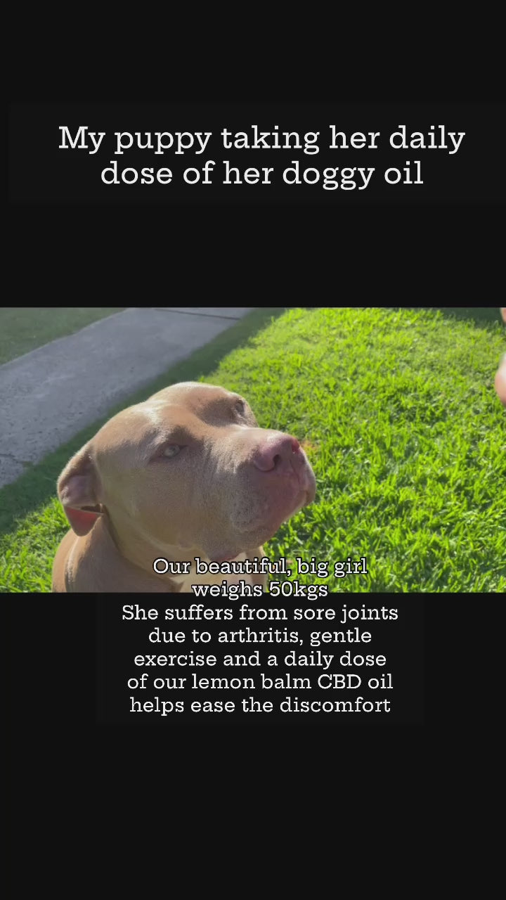 Dropper of Doggy Blend oil suggesting a calming, mindful moment with pets
